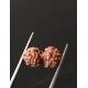 Gauri Shankar Rudraksha Certified (Indonesian Origin) Size-11.4 mm Gauri Shankar Rudraksha Certified (Indonesian Origin) Size-11.4 mm