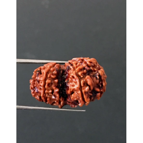 GauriShankar Rudraksha Certified (Nepal Origin) Size-25.30 mm GauriShankar Rudraksha Certified (Nepal Origin) Size-25.30 mm