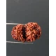GauriShankar Rudraksha Certified (Nepal Origin) Size-25.30 mm GauriShankar Rudraksha Certified (Nepal Origin) Size-25.30 mm