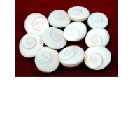 Gomti Chakra for Godddess Lakshmi (11 pcs ) for Pooja