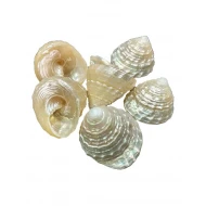Natural Moti Shankh