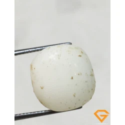 7.62 ratti/6.86 ct Natural Certified  White Coral/सफ़ेद मूंगा 