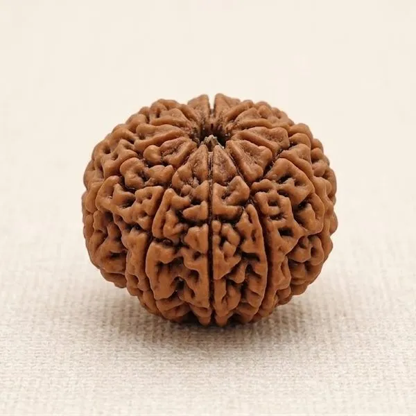 Rudraksha
