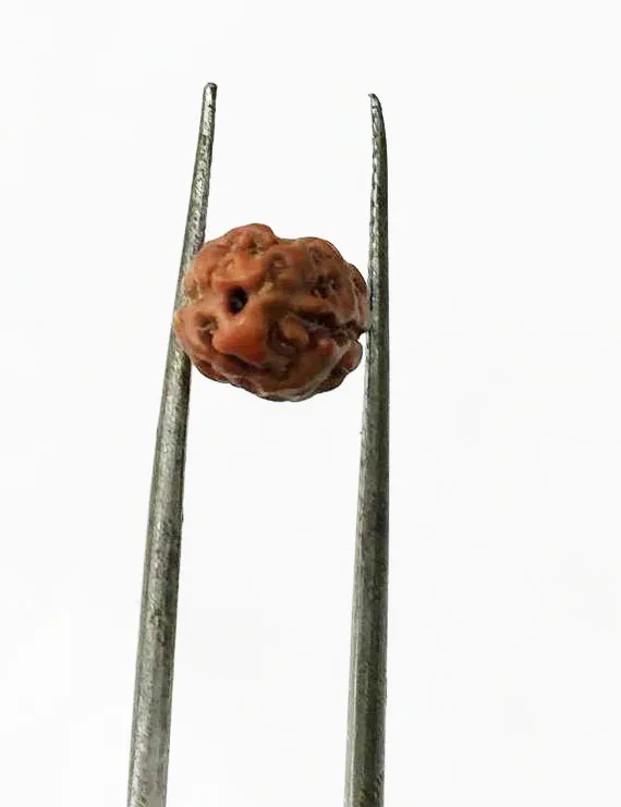 2 Mukhi Indonesian Rudraksha (10–13 mm) | Natural Certified Two Mukhi Rudraksha