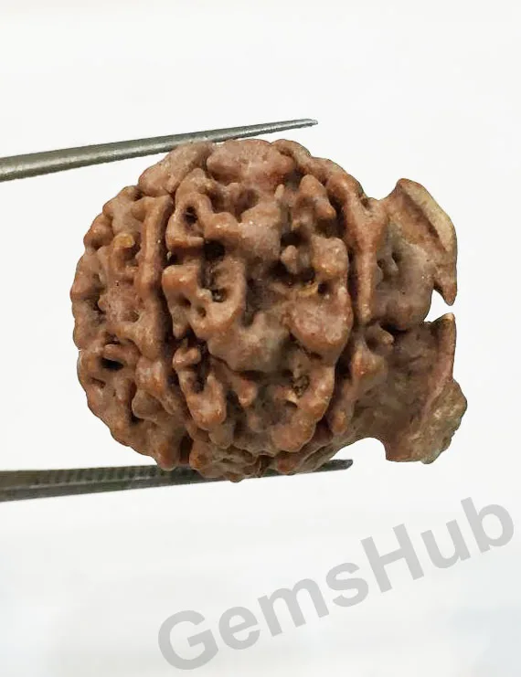 Natural Nepali Ganesh Rudraksha