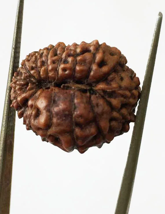 Original Certified 16 Mukhi Indonesian Rudraksha Bead | Natural 16.50 mm Sixteen Mukhi Rudraksha