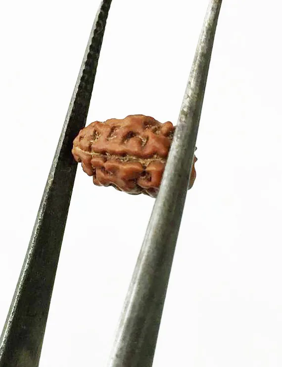 2 Mukhi Indonesian Rudraksha (10–13 mm) | Natural Certified Two Mukhi Rudraksha