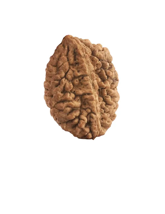Natural 2 Mukhi Rudraksha | Certified Two Mukhi Rudraksha Bead