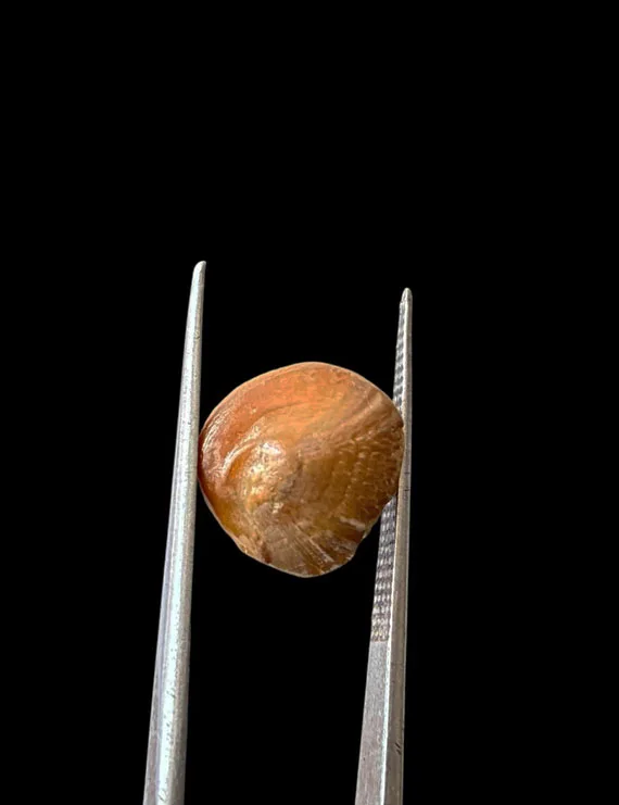 Machmani Stone, मकरधवज रत्न, मछ मणि, Muktamani, Weight  5.00 ct