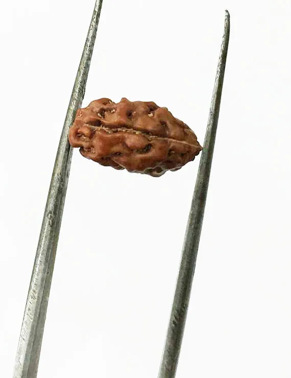 2 Mukhi Indonesian Rudraksha (10–13 mm) | Natural Certified Two Mukhi Rudraksha