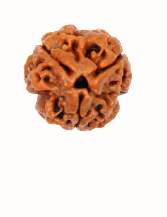 Natural 3 Mukhi Nepali Rudraksha | Original Three Mukhi Nepal Rudraksha Bead