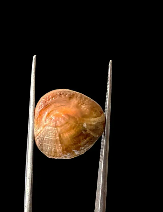 Machmani Stone, मकरधवज रत्न, मछ मणि, Muktamani, Weight  7.00 ct