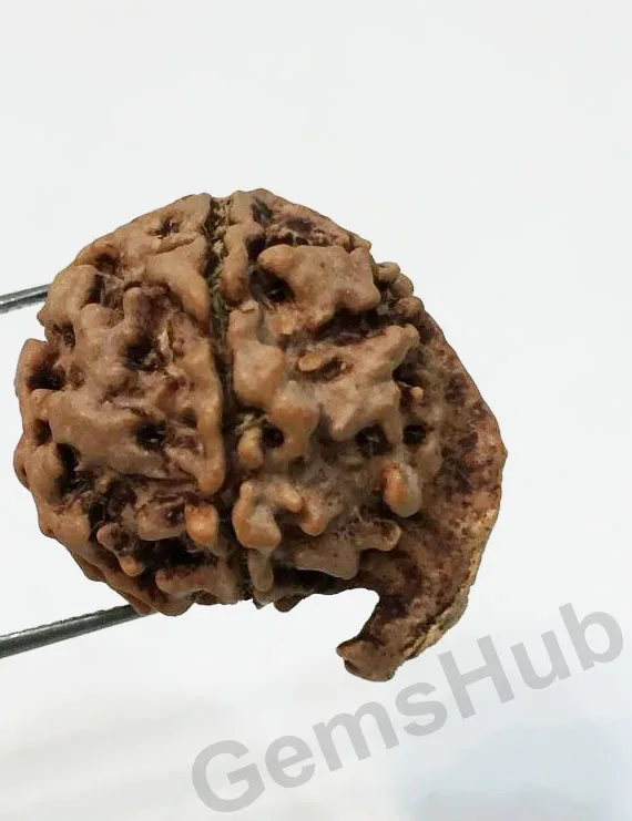 Natural Nepali Ganesh Rudraksha Premium Quality