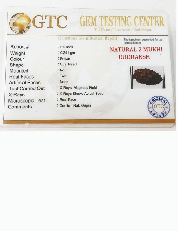 2 Mukhi Indonesian Rudraksha (10–13 mm) | Natural Certified Two Mukhi Rudraksha