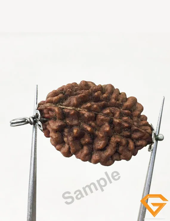 2 Mukhi Rudraksha Silver Pendant | Natural & Certified Two Mukhi Rudraksha Pendant