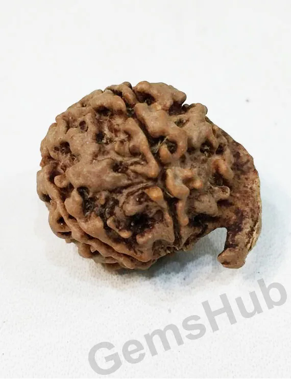 Natural Nepali Ganesh Rudraksha Premium Quality