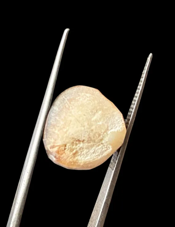 Machmani Stone, मकरधवज रत्न, मछ मणि, Muktamani, Weight - 8.00 ct to 10.00 ct