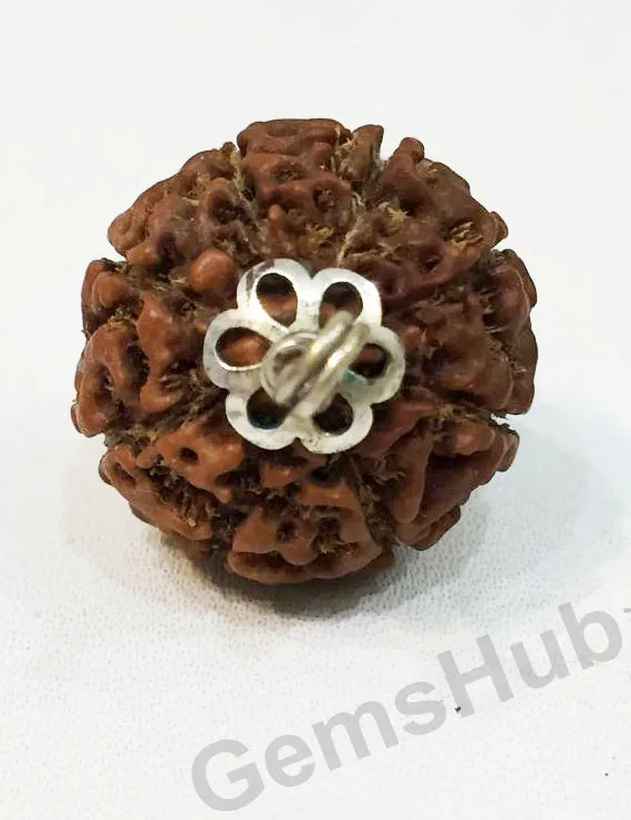 Original Certified 8 Mukhi Indonesian Rudraksha Pendant with Silver (Chandi) Capping | Natural Eight Mukhi Rudraksha