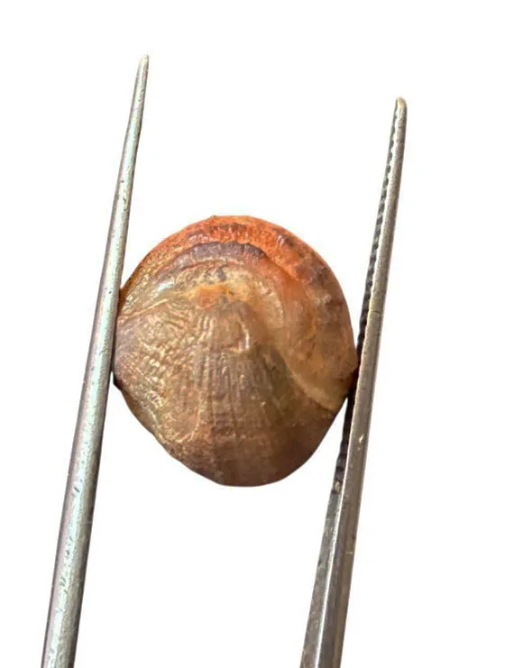 Machmani Stone, मकरधवज रत्न, मछ मणि, Muktamani, Weight - 11 to 12 ct