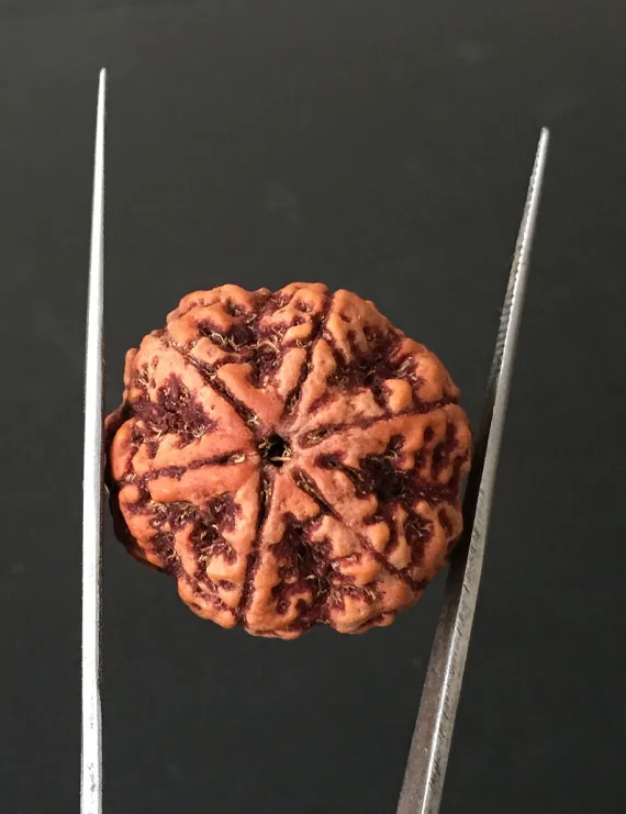 6 Mukhi Nepali Certified Rudraksha Size- 28.00mm
