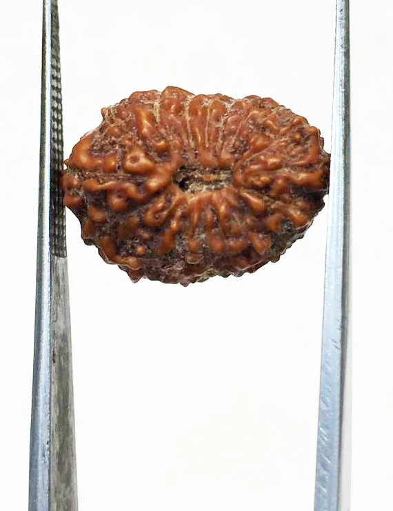 Original Certified 18 Mukhi Indonesian Rudraksha Bead | Natural 16.50 mm Eighteen Mukhi Rudraksha