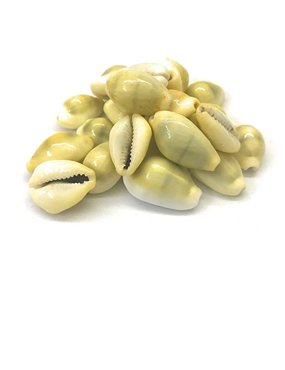 Yellow Kodi/Yellow Shell/Yellow Kaudi 21pcs