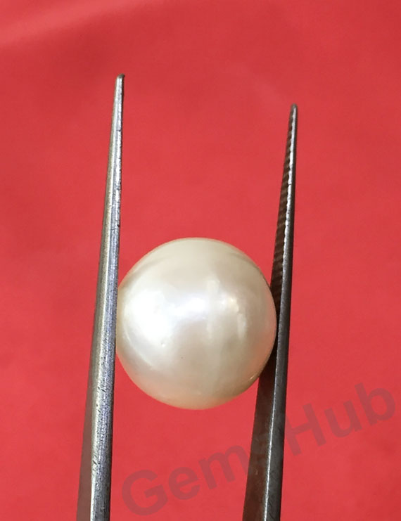 South Sea Pearl - 13.03 ct (14.50 ratti)