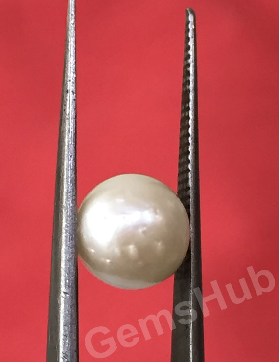 South Sea Pearl - 3.65 ct (4.00 ratti)