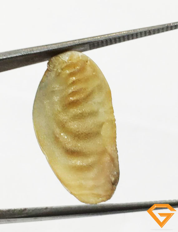 Natural Shukar Mani Weight- 1.500 grm
