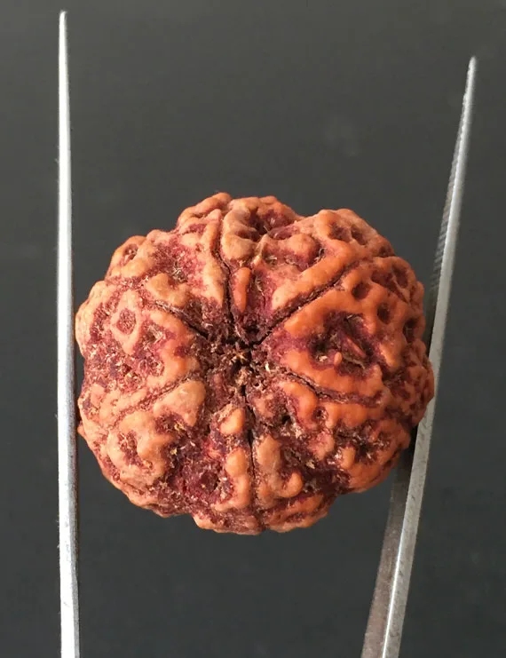 6 Mukhi Nepali Certified Rudraksha Size- 28.00mm