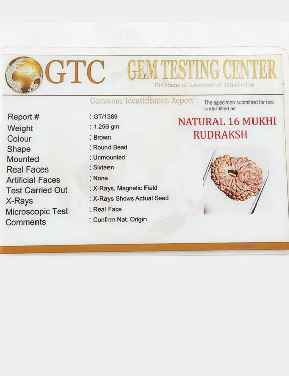 Original Certified 16 Mukhi Indonesian Rudraksha Bead | Natural 16.50 mm Sixteen Mukhi Rudraksha