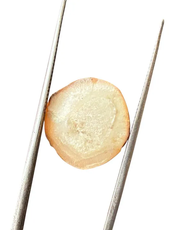 Machmani Stone, मकरधवज रत्न, मछ मणि, Muktamani, Weight - 11 to 12 ct