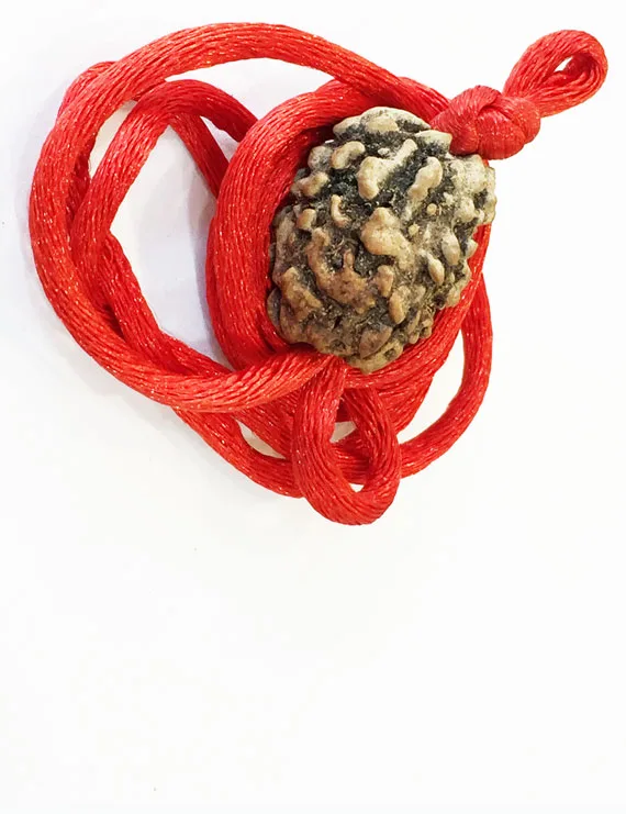 Natural 3 Mukhi Rudraksha | Certified Three Mukhi Rudraksha Bead